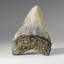 Genuine Megalodon Shark Tooth In Display Box (304 Grams)