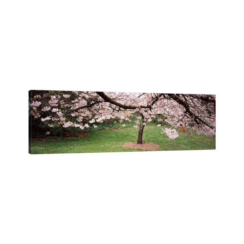 Cherry Blossom Tree In A Park, Golden Gate Park, San Francisco, California, USA - Wrapped Canvas Panoramic Print