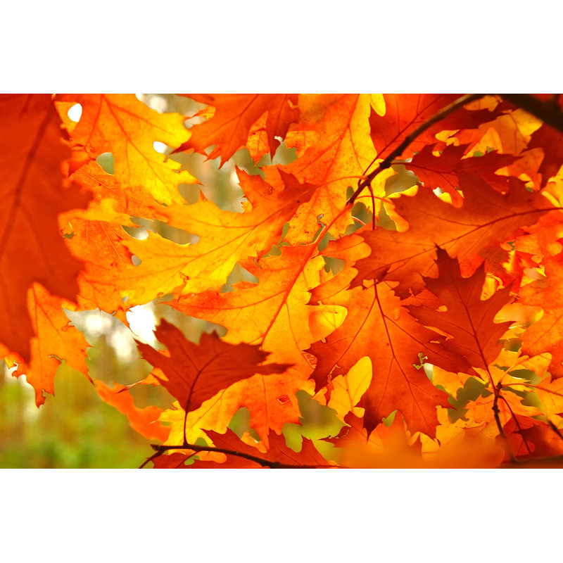 Autumn Leaves by Konradlew - Print, 30cm H x 46cm W