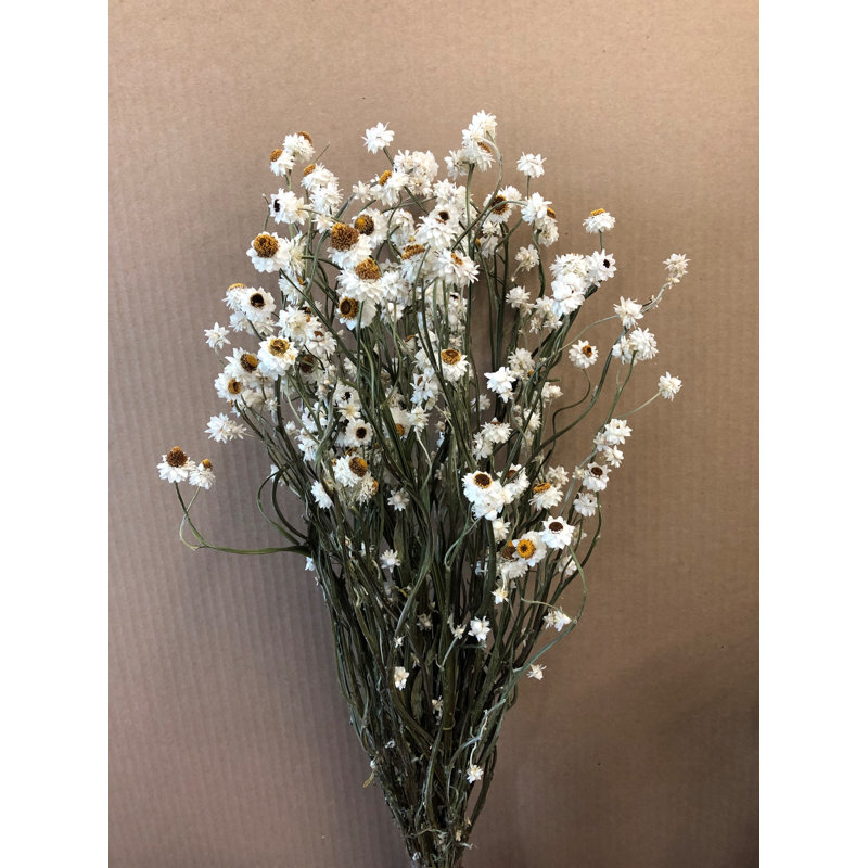 Tiges d'ammobium séchées