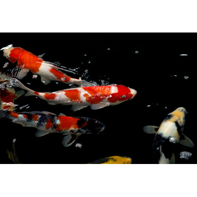 Koi Fish Underwater by Thornchai - Wrapped Canvas Print