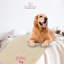 Couverture personnalisée avec nom et pattes-85515457-86380122-87708888