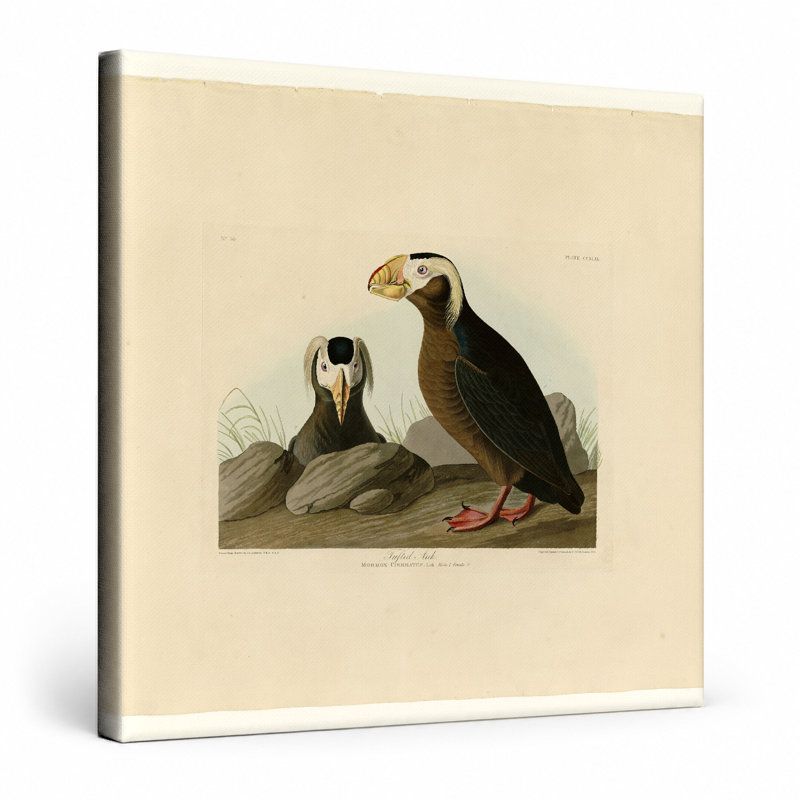 Touffeté auk, plaque CCXLIX (1835) - art mural carré sur toile, 12" W x 12" H