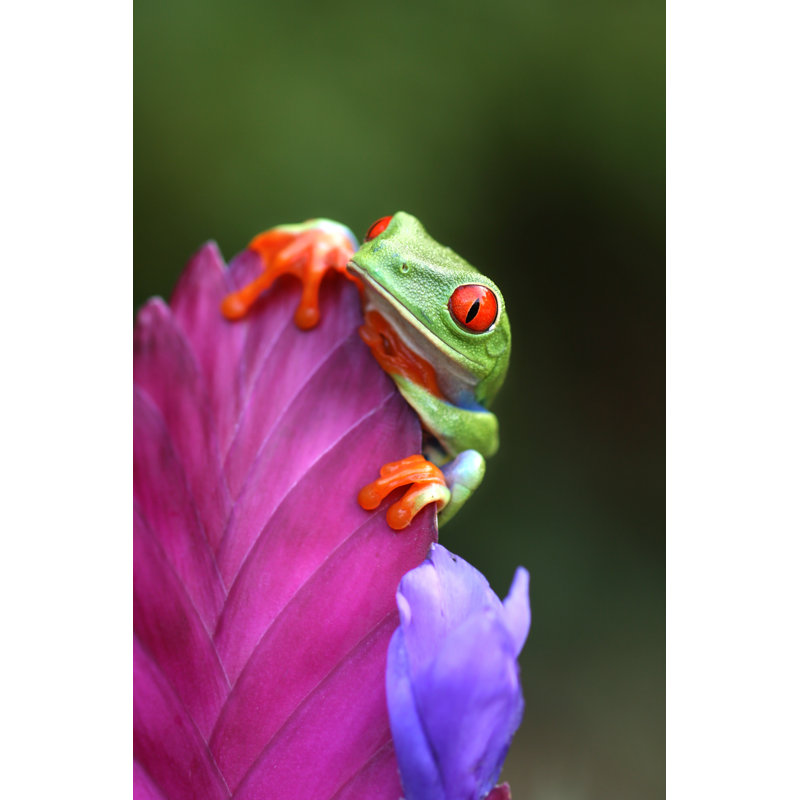 Red Eyed Tree Frog Looking Over A Flower by Mark Kostich - No Frame Print on Canvas, 122cm H x 81cm W