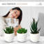 14 cm H Faux Bonsai Succulent Plant