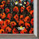 Red Poppies (451140) by Pol Ledent - Picture Frame Painting on Canvas
