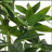 160CM ARTIFICIAL PACHIRA MACROCARPA-141623884