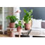 Pot Planter-69444361-69444366