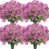 Rose est en rupture de stock