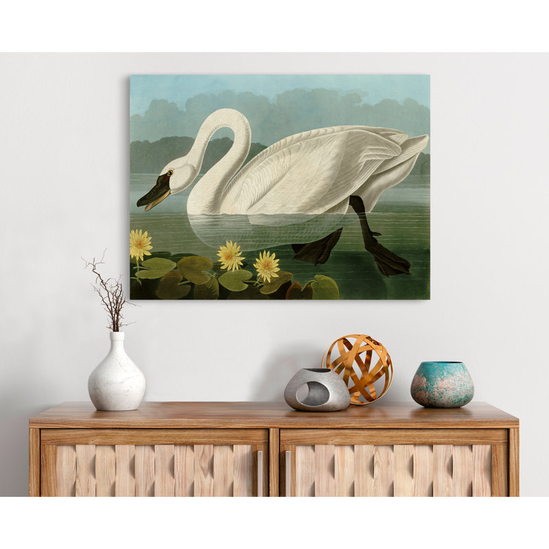 Common American Swan by John Audubon - Wrapped Canvas Painting, 50cm H x 70cm W x 4cm D