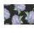 Floral gris anthracite