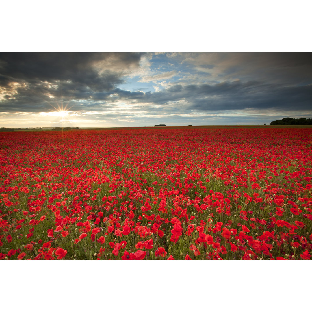 Poppyfield von Antonyspencer - Kunstdrucke auf Leinwand ohne Rahmen