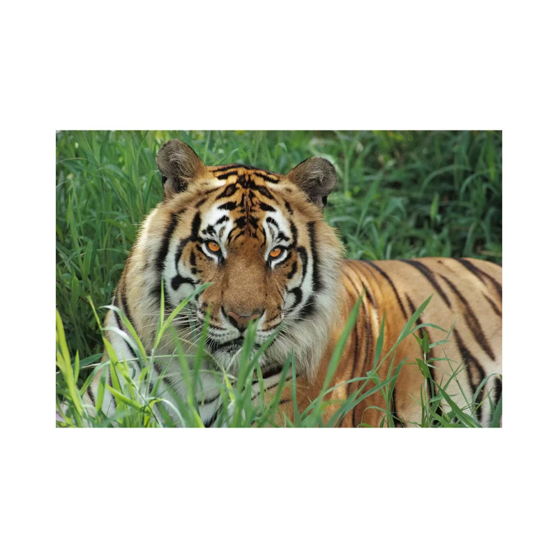 Bengal Tiger, Hilo Zoo, Hawaii by Gerry Ellis - Wrapped Canvas Print, 20.32 cm H x 30.48 cm W