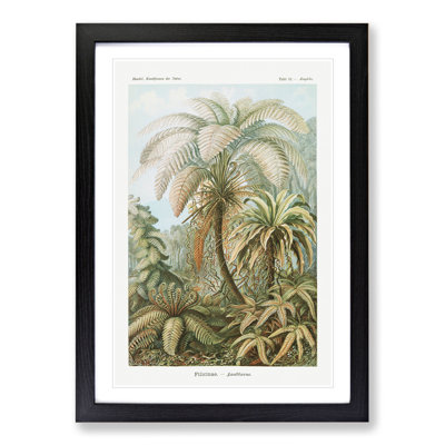 Ferns Vol.1 by Ernst Haeckel - Framed Print