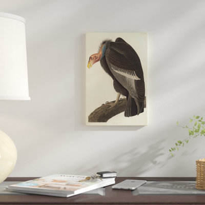 « californian vulture », impression sur toile