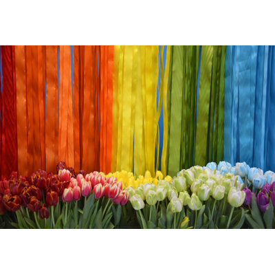 " Spring Tulips Flowers "