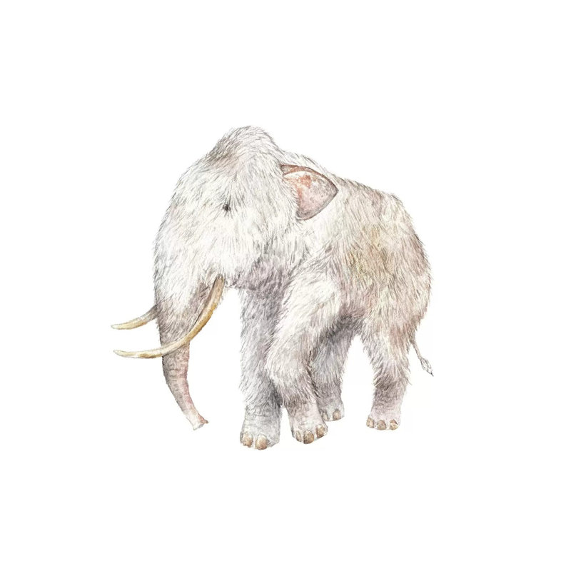 Woolly Mammoth by Wandering Laur - Wrapped Canvas Painting, 30.48 cm H x 30.48 cm W