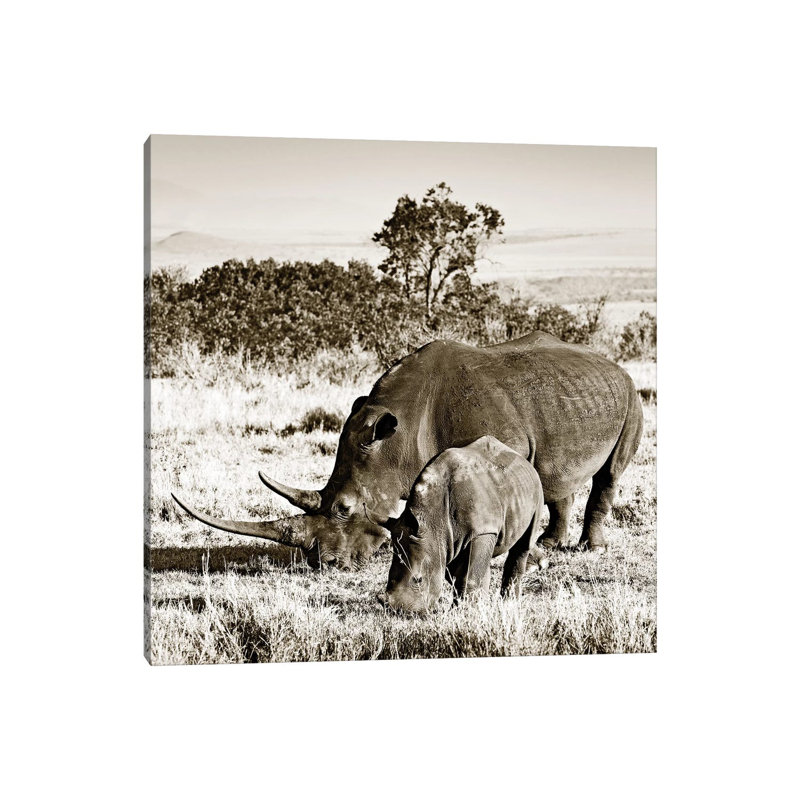 Bonded Rhino by Klaus Tiedge - Print on Canvas, Wrapped Canvas, 66.04 cm H x 66.04 cm W x 1.91 cm D