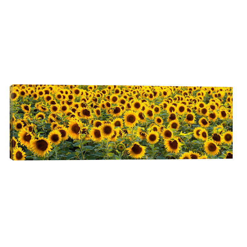 Sunflowers (helianthus Annuus) In A Field, Bouches-Du-Rhone, Provence, France by Panoramic Images - Wrapped Canvas Panoramic Print