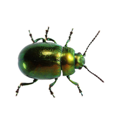 Isolated Beetle 1 Piece Wrapped Canvas Wall Art
