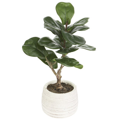 Plante violon en pot de ciment
