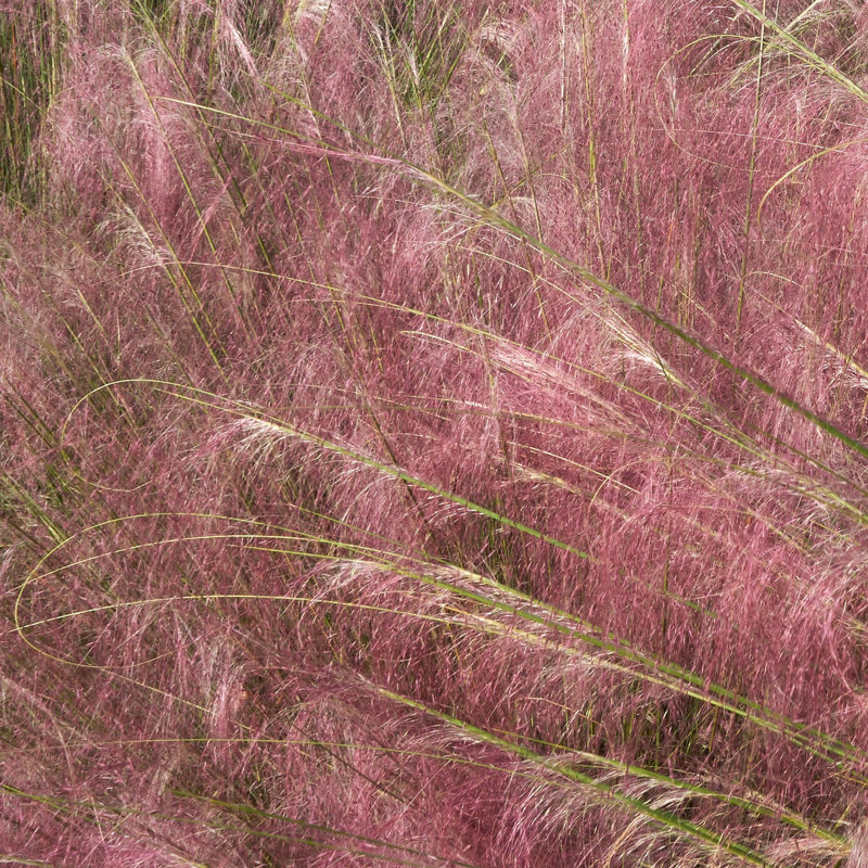3 gal. Pink Muhly Grass