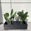 Boîte à fleurs d'extérieur en bois massif New Design-820949340-828508810