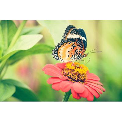 Mairani Monarch Butterfly by Yukikae4b - Wrapped Canvas Print