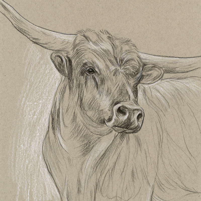 Croquis de Longhorn I, H 12 po x l 12 po