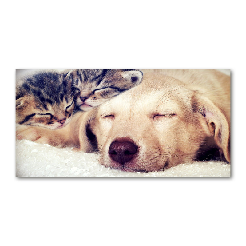 Puppy And Cats - Wrapped Canvas Print