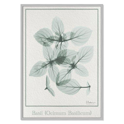 Jeanette "Basil Ocimum Basilicum" Painting