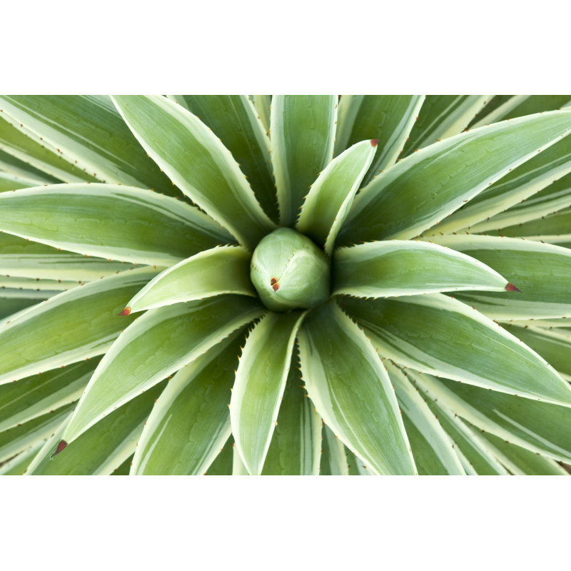 Satya Agave Plant 1 Piece Wrapped Canvas Wall Art, 20cm H x 30cm W x 3.8cm D