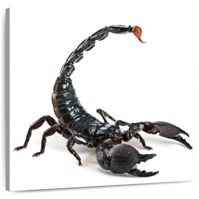 Crowle Scorpion, 36" H x 36" W