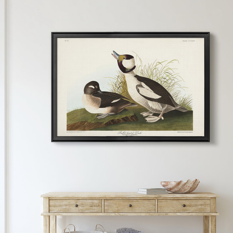 " Buffel Headed Duck ", Black, 26.5" H x 36.5" W x 1.5" D