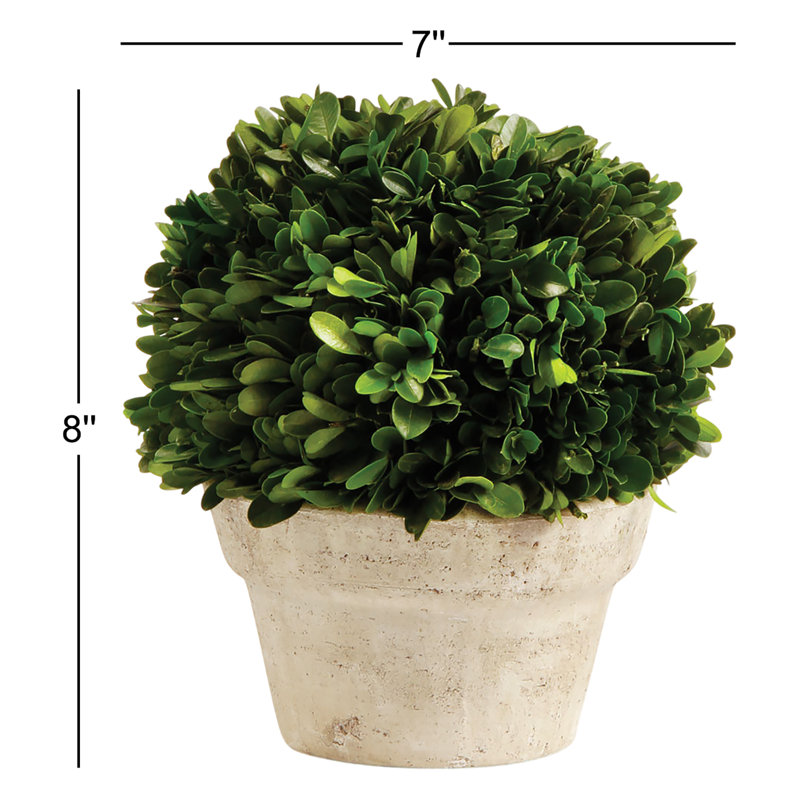 Boxwood Topiary in Ceramic Pot, 8'' H X 7'' W X 7'' D