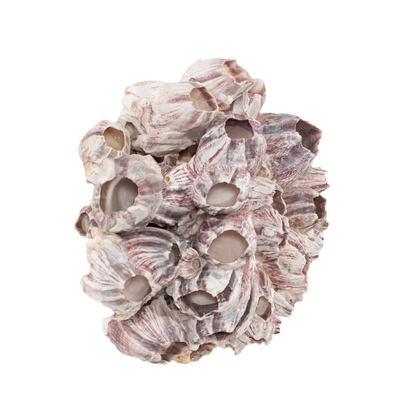 Barnacle Cluster Wall Art, MD