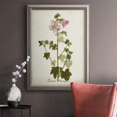 " Antique Herb Botanical V "