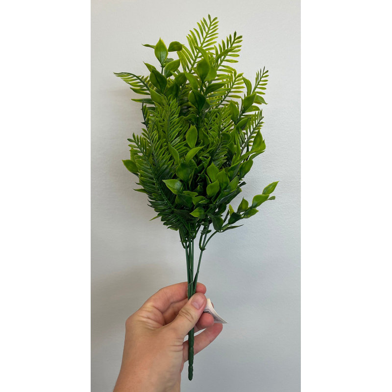 Zamia Bush