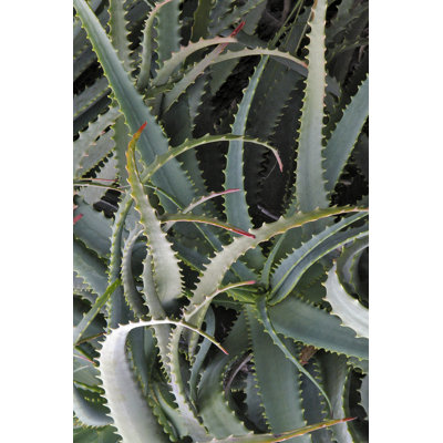 Cactus épineux