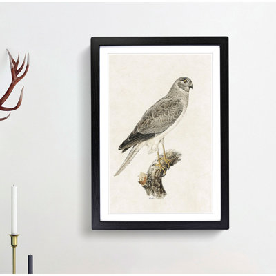 Male Hen Harrier by Von Wright - Picture Frame Art Print