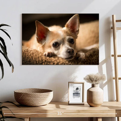 Chihuahua au repos Brampt