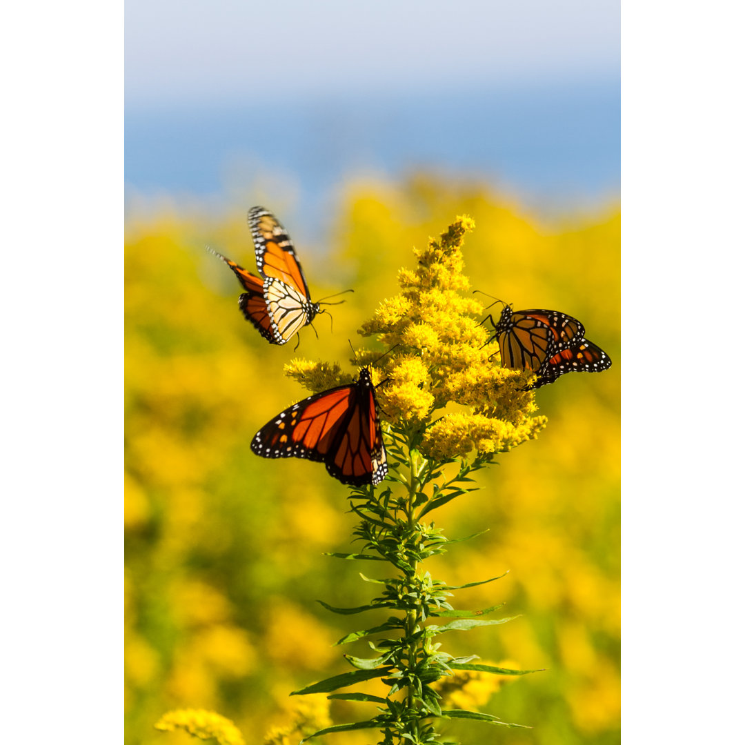 Monarch Schmetterlinge von Zeke - Kunstdrucke auf Leinwand