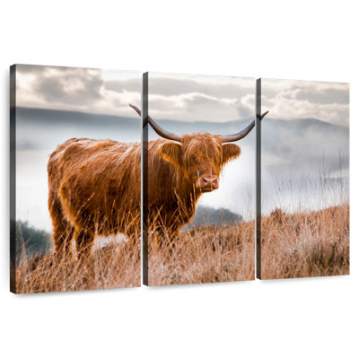 Highland Cow In Scotland
