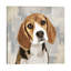 Beagle by Keri Rodgers - Wrapped Canvas Print-50001930