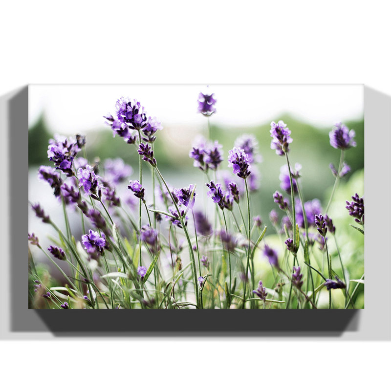 Wrapped Canvas Print, 35cm H x 50cm W