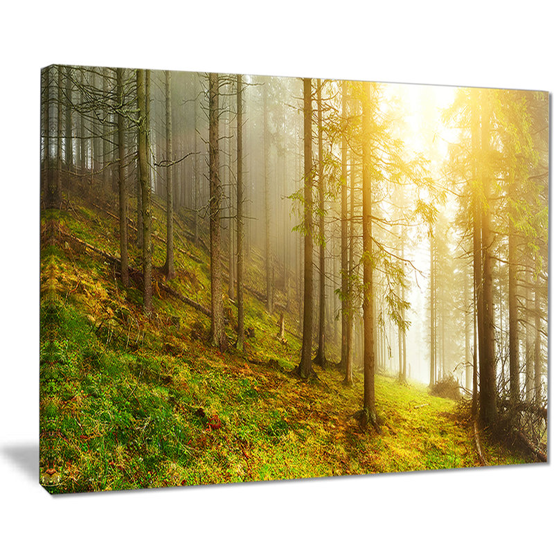 « sun trouve son sens dans la forêt », reproduction de photo sur toile tendue, H 30 po x l 40 po x P 1 po