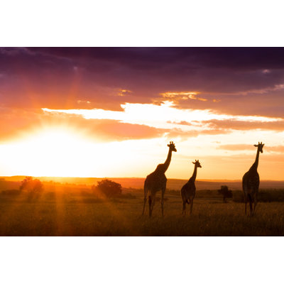 AfriCan Sunset - Photographie sur toile tendue