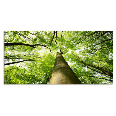 «Tree Canopies Summer Forest» - photographie sur toile