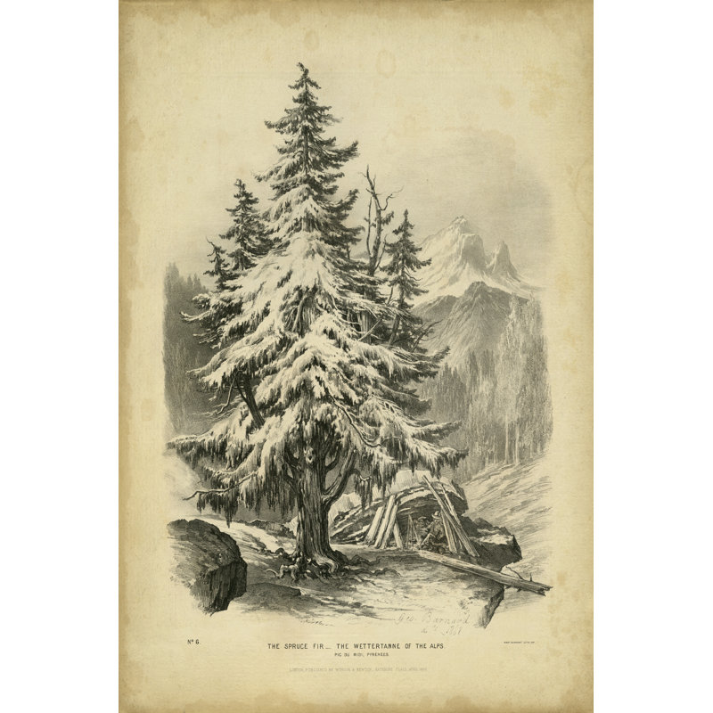 The Spruce by George Barnard - Wrapped Canvas Print, 30cm H x 20cm W