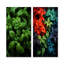 Herbes Basil Vibrance IV - ensemble de 2 reproductions d'art mural Herbes-1223813868-1223813871